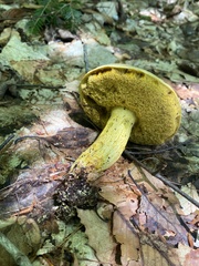 Retiboletus ornatipes