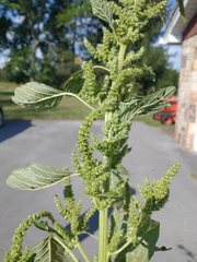 Amaranthus retroflexus
