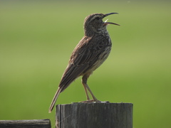 Certhilauda curvirostris brevirostris