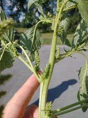Amaranthus retroflexus