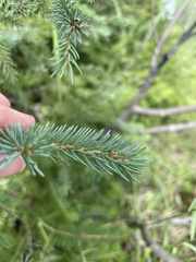 Picea mariana