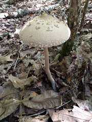Macrolepiota