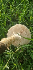 Saproamanita thiersii