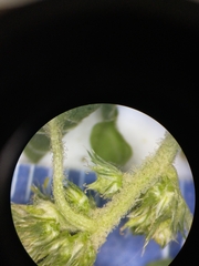 Amaranthus retroflexus