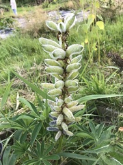 Lupinus