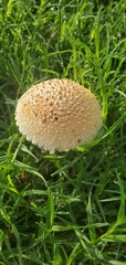 Saproamanita thiersii