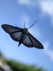 Cydalima perspectalis