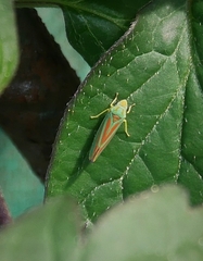 Graphocephala