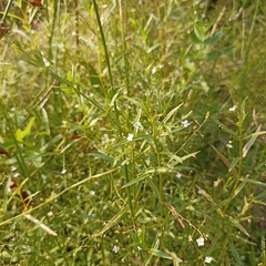 Veronica scutellata