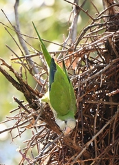 Myiopsitta monachus