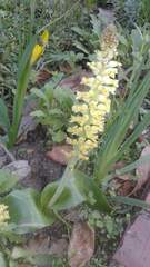 Lachenalia