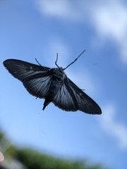 Cydalima perspectalis
