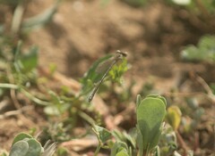Ischnura denticollis