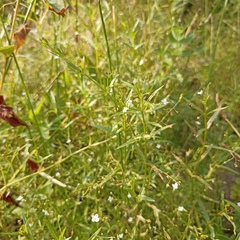 Veronica scutellata