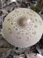 Macrolepiota