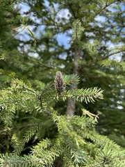 Picea mariana