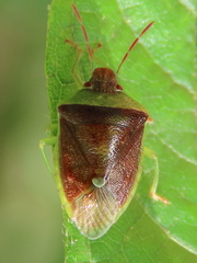 Banasa dimidiata