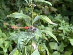 Sympetrum ambiguum
