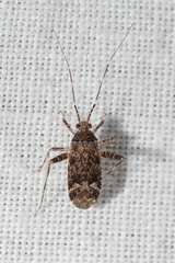Phytocoris tiliae