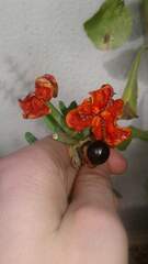 Hippeastrum reticulatum striatifolium