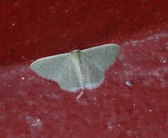 Phaiogramma faustinata