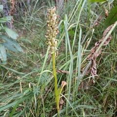 Dactylorhiza incarnata