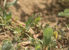 Ischnura denticollis