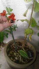 Hippeastrum reticulatum striatifolium