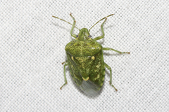 Banasa euchlora
