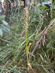 Dactylorhiza incarnata