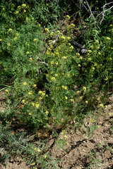Descurainia pinnata