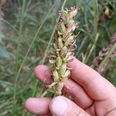 Dactylorhiza incarnata