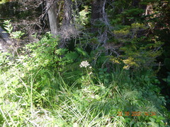 Angelica genuflexa