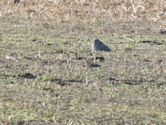 Patagioenas maculosa