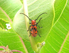 Tetraopes tetrophthalmus