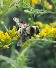 Eristalis flavipes