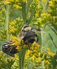 Eristalis flavipes