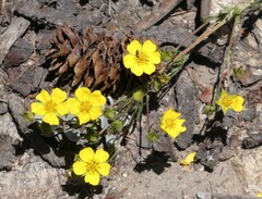 Potentilla gracilis