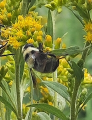 Eristalis flavipes