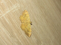 Camptogramma bilineata