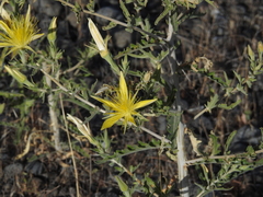 Mentzelia laevicaulis