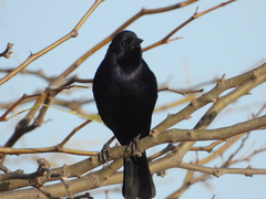 Molothrus bonariensis