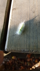 Calliteara pudibunda