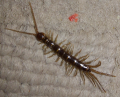 Lithobiomorpha