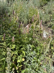 Agastache urticifolia
