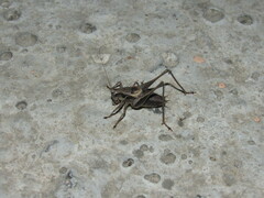 Pholidoptera griseoaptera