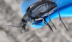 Carabus coriaceus