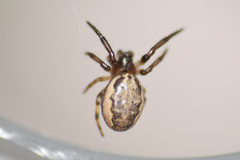 Larinioides