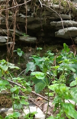 Scutellaria altissima