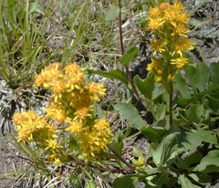 Solidago simplex